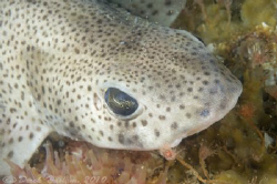 Lesser spotted dog fish. Menai straits. D3, 60mm. by Derek Haslam 